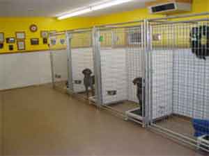 Hunting Dog Kennels at Autumn Breeze Kennel   Professional Hunting